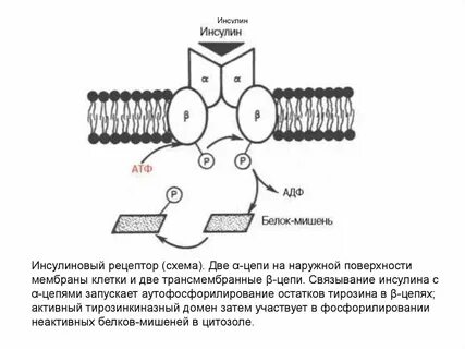 Рецептор схема