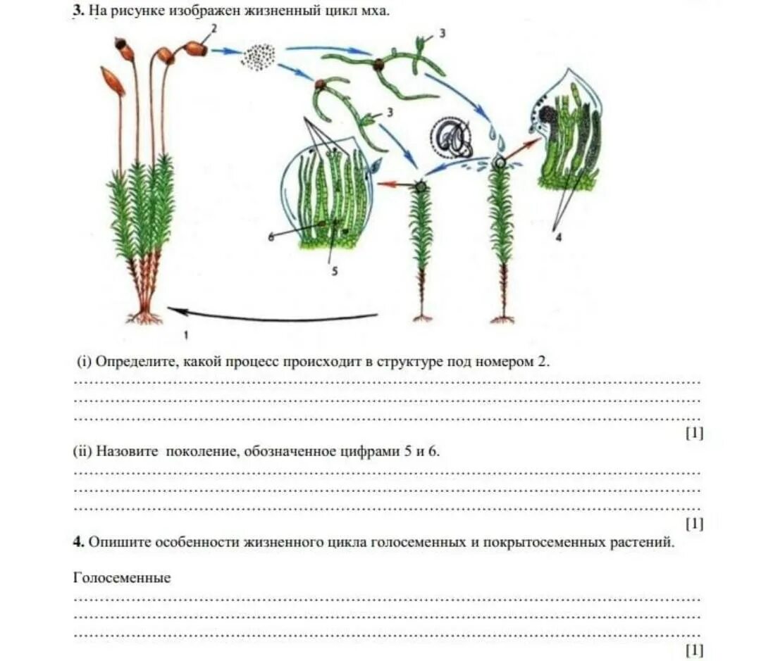 Соч по биологии 11 класс