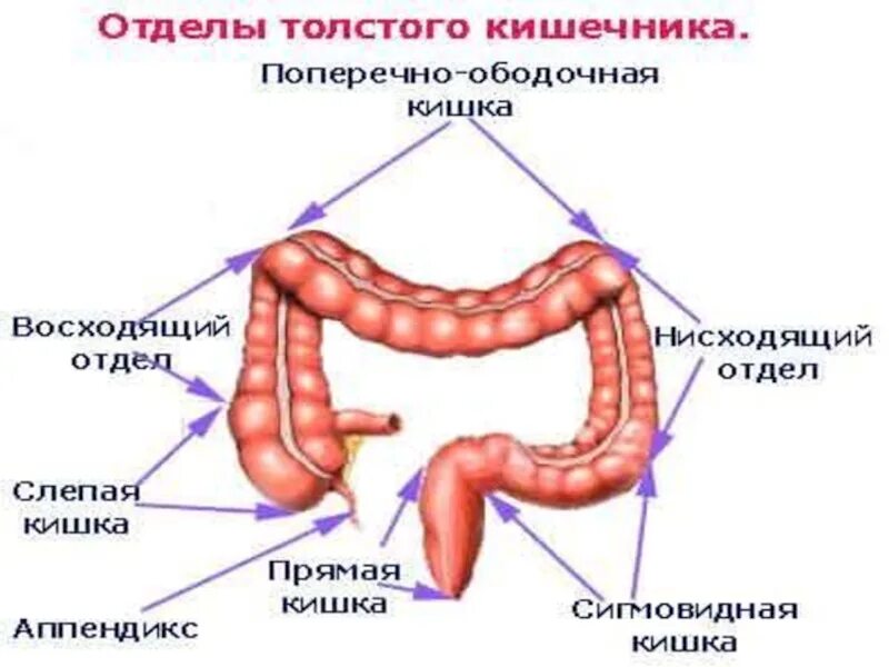 Функции толстого кишечника. Функции толстого кишечника таблица. строение и функции тонкого и толстого кишечника. всасывание. толстый кишечник строение и функции таблица.