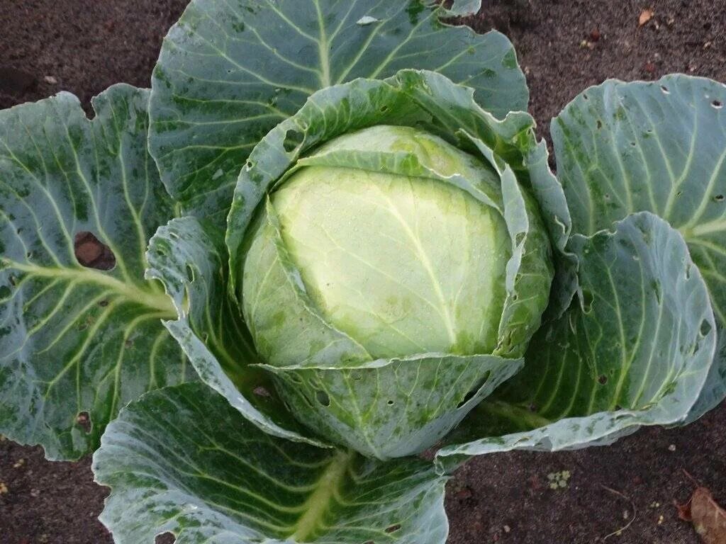 Капуста белокочанная, акира f1. Капуста белокочанная июньская. Капуста сорт парел. Ранняя капуста сорта. Капуста дитмаршер.