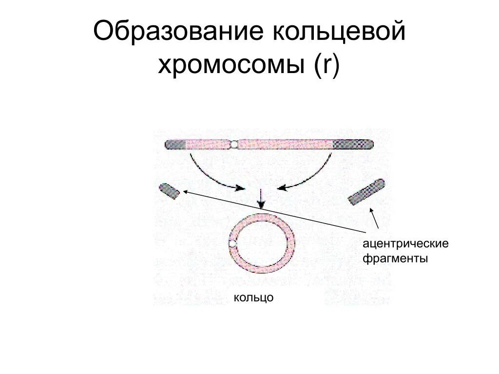 Возникновение кольцевых хромосом. Наличием кольцевой хромосомы. Наличием кольцевой хромосомы. Кольцевая хромосома. Графическое изображение хромосом.
