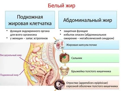 Жировая клетчатка выполняет функции