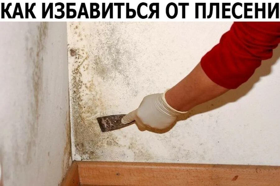 Как удалить со стен. Грибок в квартире. избавление от грибка на стенах. грибок на стенах в квартире. плесень в доме.