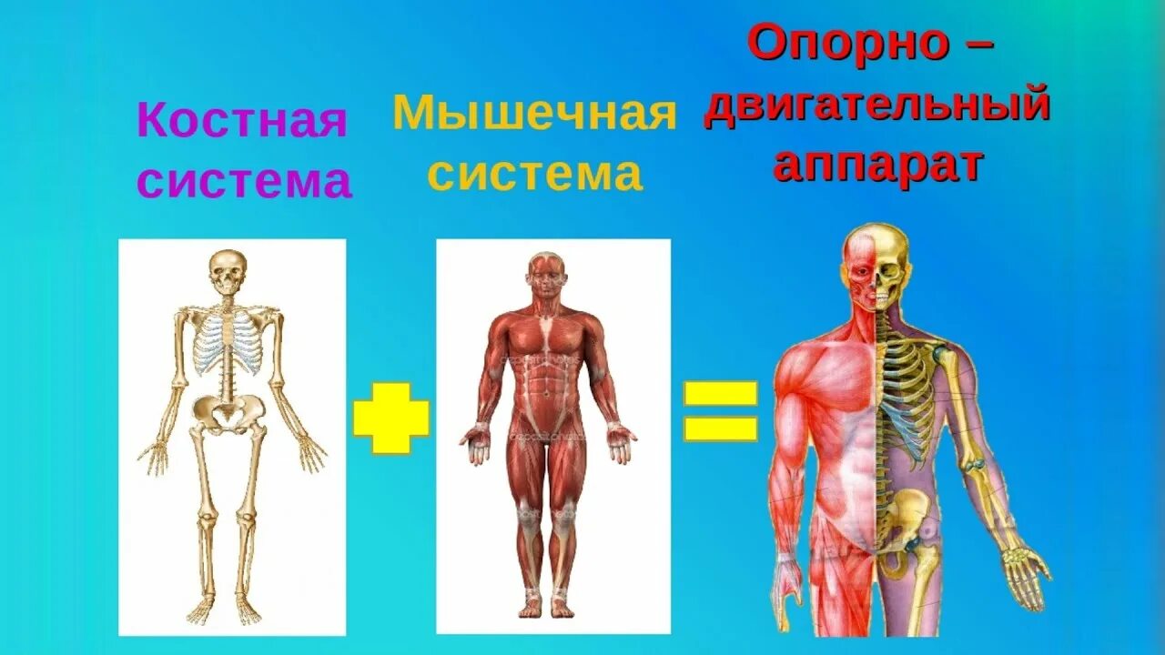 Пассивная часть опорно двигательной. Опорно двигательный аппарат. Опорно-двигательная система человека. Опорнодигательный аппарат. Опорно двигатель аппарата.