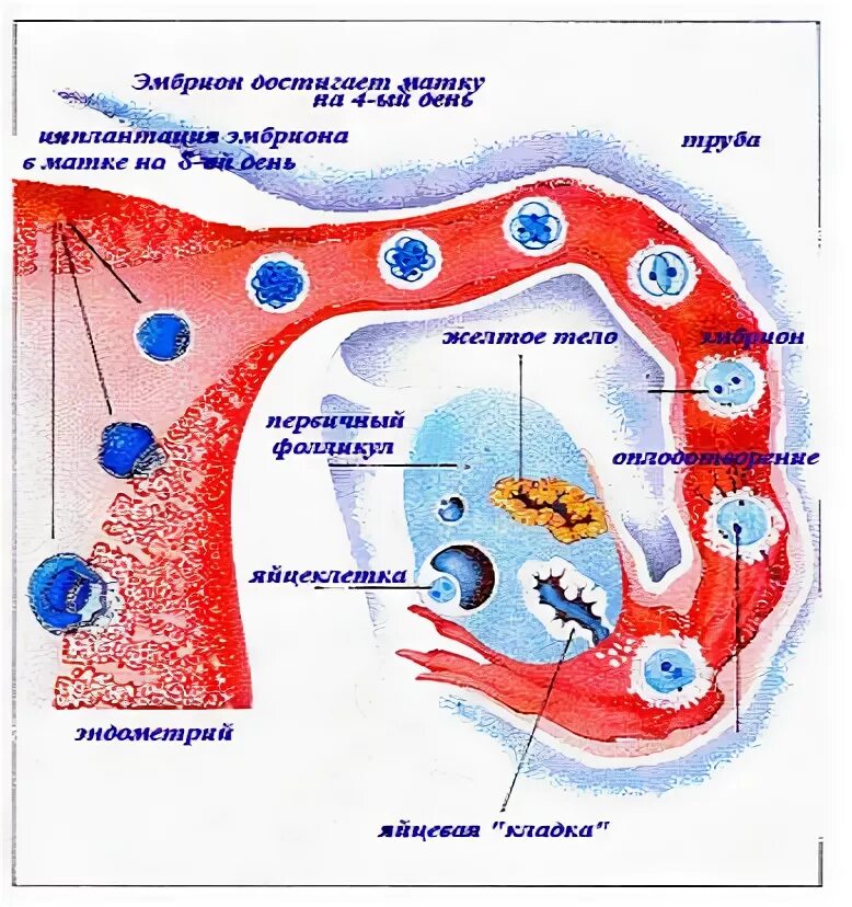 Прикрепление после овуляции. Оплодотворение яйцеклетки. Имплантация яйцеклетки. Прикрепление яйцеклетки. Имплантация зародыша.