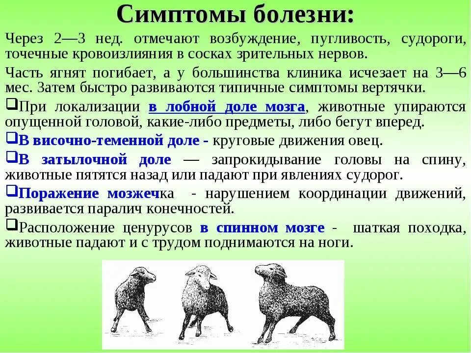 Заболевания ягнят