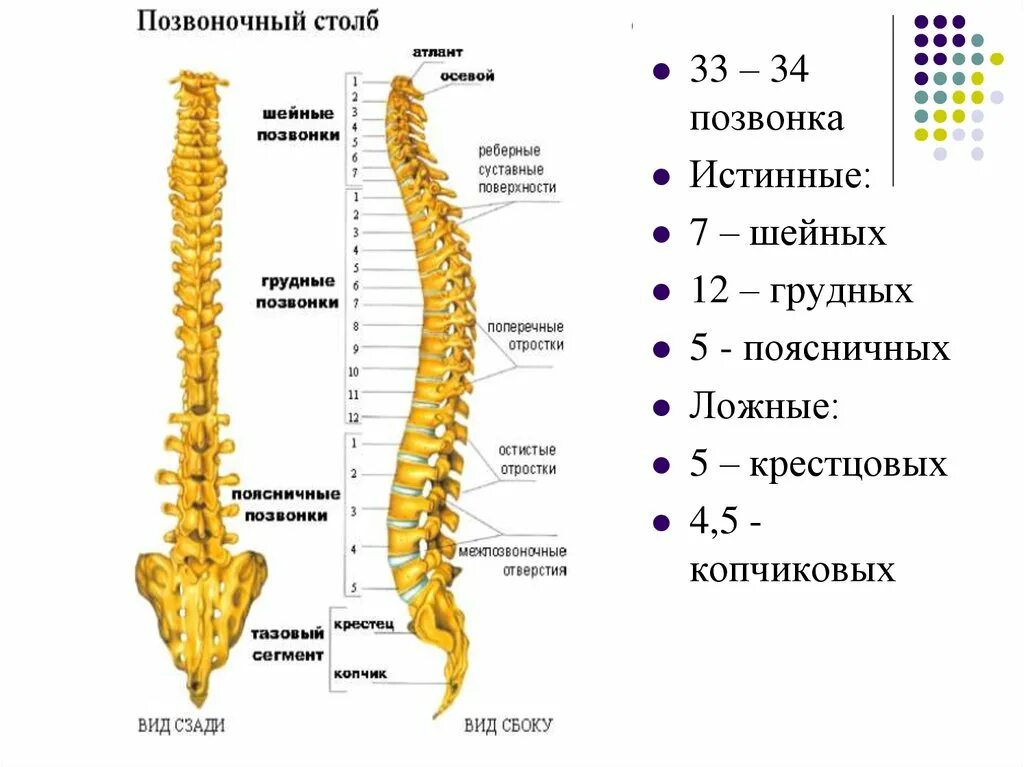 Отделы поясницы