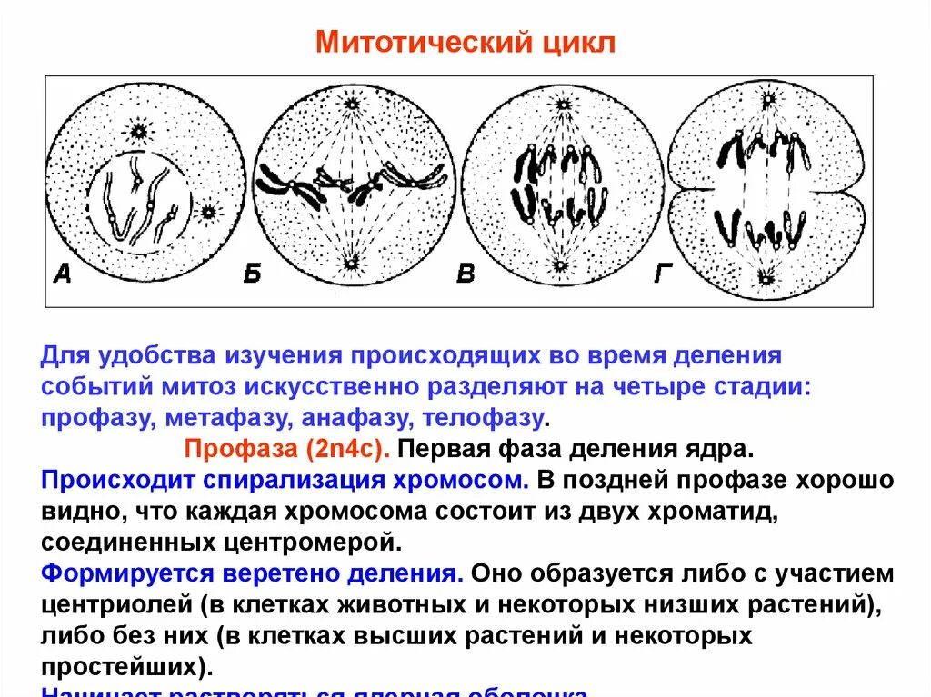 Митотическая активность клеток. Клеточный и митотический циклы. Фазы митотического цикла. Митотическое деление. Митотическое деление ядра.