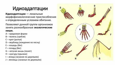 Идиоадаптация примеры у животных