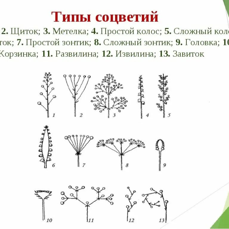 Растения соцветие сложная кисть