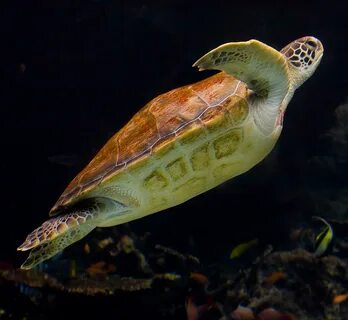 Морская черепаха аквариум