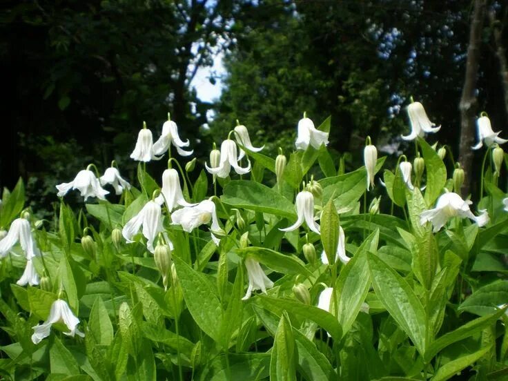 Энциклопедия - Clematis - Źródło Dobrych Pnączy