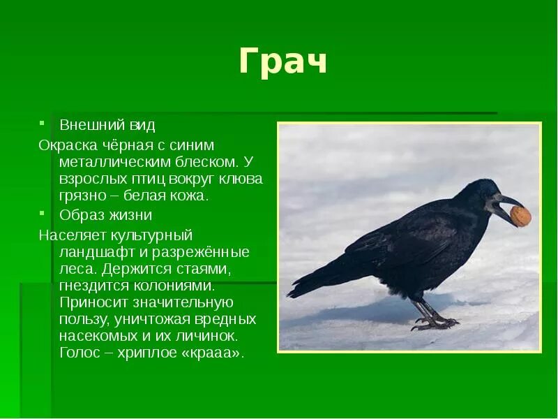 Подумай какие у ворон есть интересные повадки