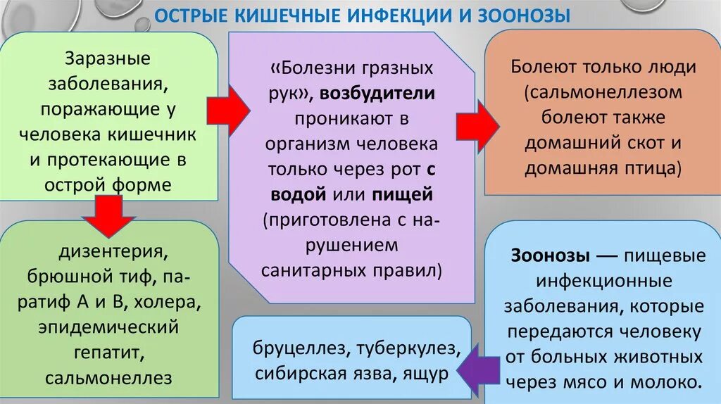 Какие заболевания заразные. Острые пищевые инфекции. Кишечные инфекции зоонозы. Перечислите пищевые продукты и причины вызывающие зоонозы. Острые кишечные инфекции их возбудители.