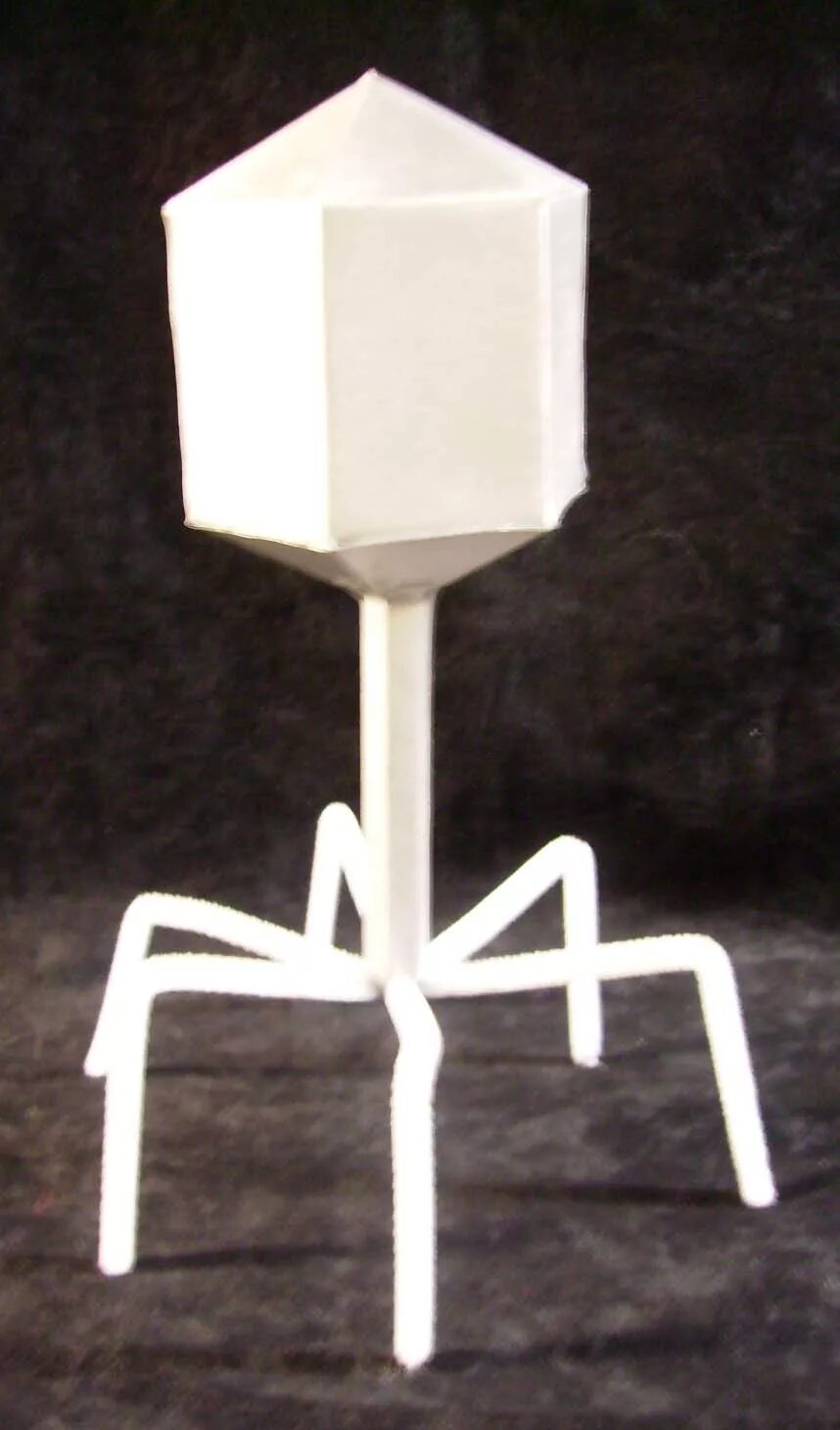 модель из бумаги икосаэдр. бактериофаг мs 2. модель вируса своими руками по биологии. бактериофаг поделка. вирус из бумаги своими руками.