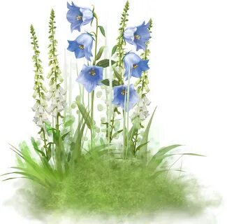 Полевые цветы на прозрачном