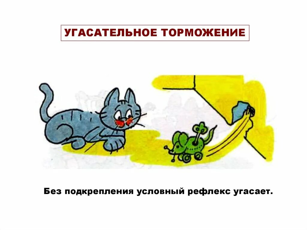 Условных рефлексах, торможении условных рефлексов.. Угасательное торможение. Угасательное торможение примеры. Угасательроп торможение. В результате чего условный рефлекс угасает