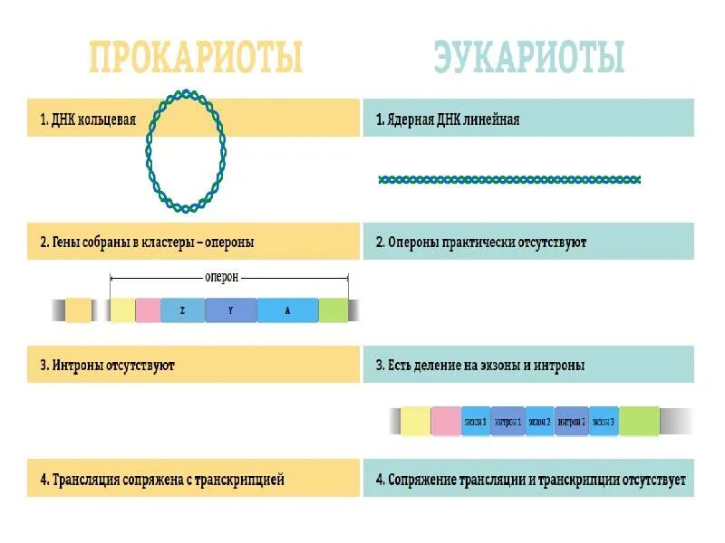 Кольцевая днк характерна для. Структура Гена прокариот и эукариот. Организация генома прокариот и эукариот. Схема строения оперона у прокариот и эукариот. Строение генов прокариот.