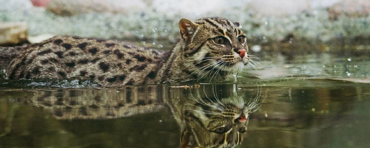 Кот-рыболов - самое большое исключение из правил в мире кошачьих
