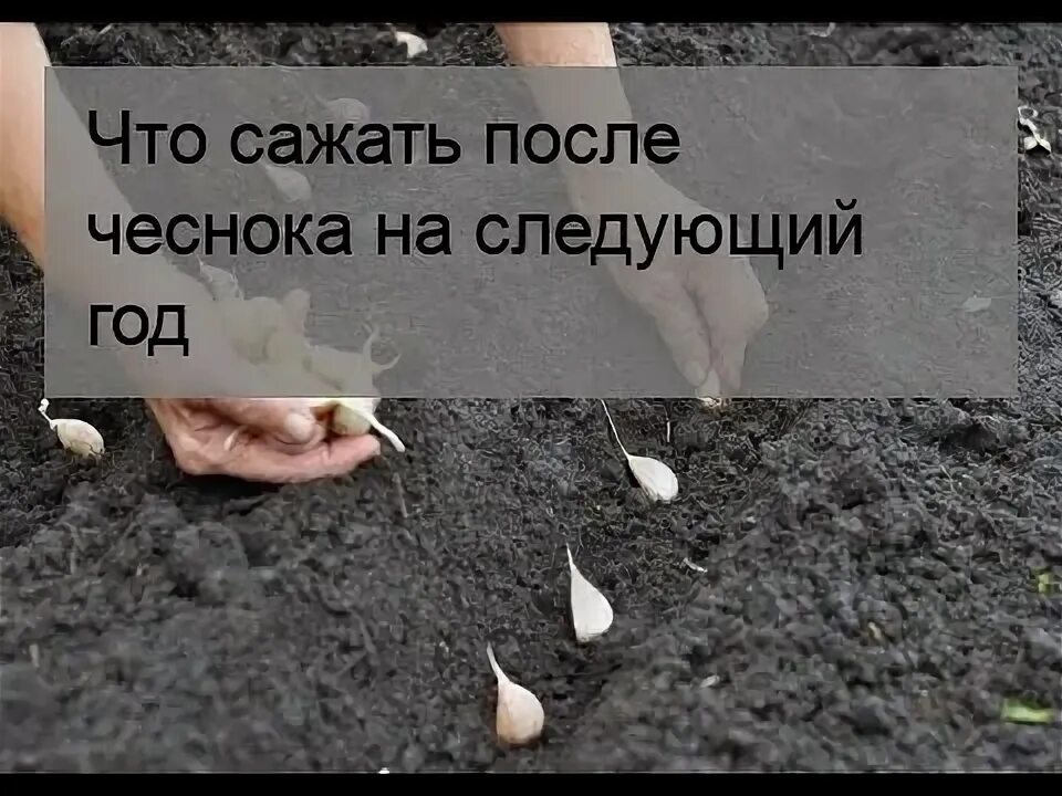 Можно ли сажать лук после чеснока. Что сажать после чеснока на следующий год. После чего садить чеснок. Что можно сеять после чеснока на следующий год. Что посадить после чеснока на следующий год.