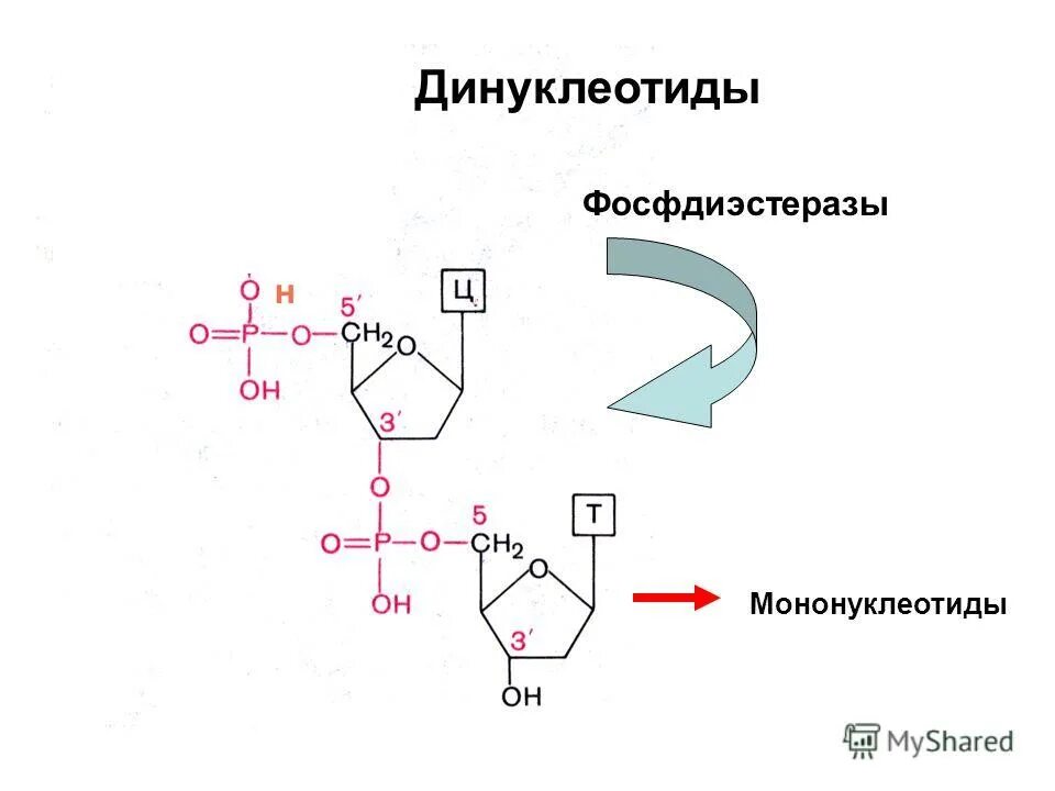 Нуклеиновые кислоты витамины. Динуклеотид ДНК строение. Образование динуклеотида РНК. Динуклеотид формула ДНК.