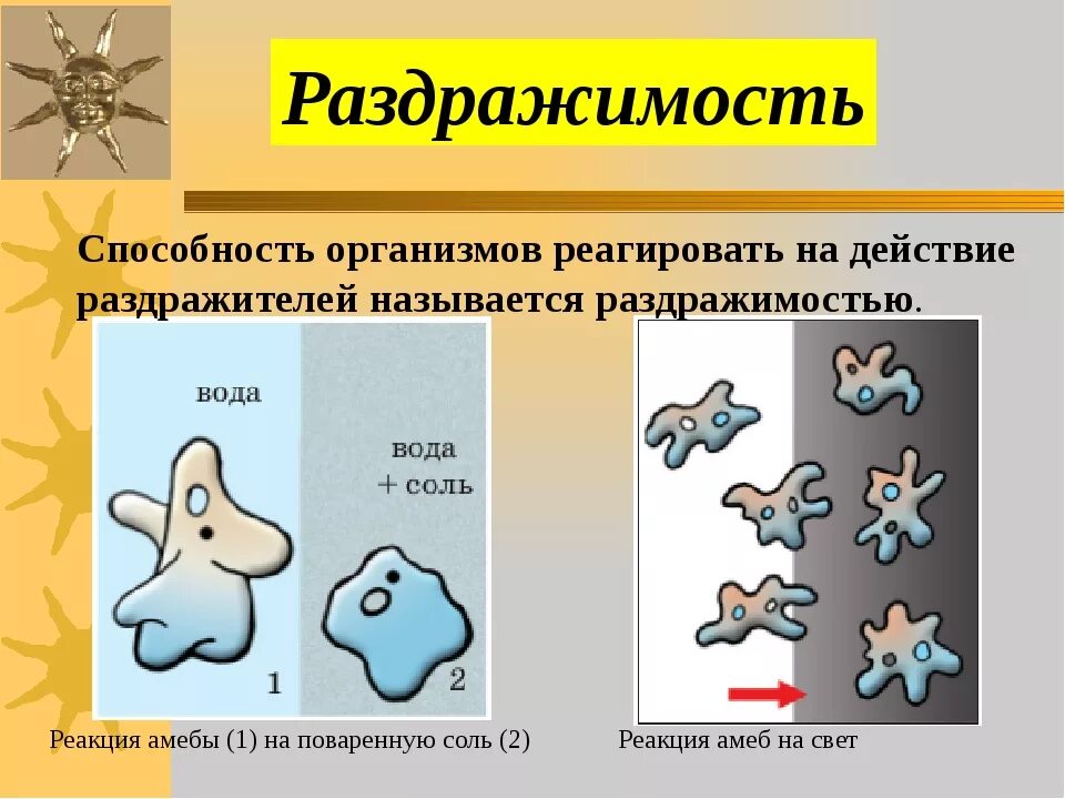 Почему простейшие живые. Раздражимость амебы. Раздражимость амебы обыкновенной. Реакция амебы на свет. Раздражимость амебы на свет.