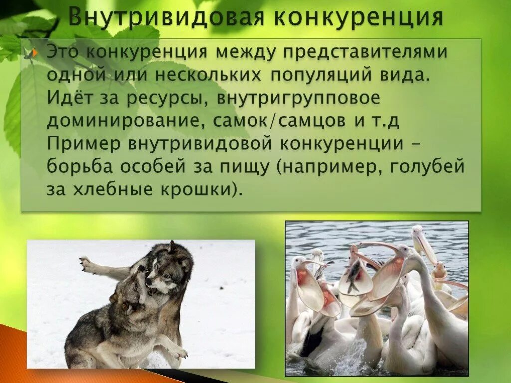 Косвенная конкуренция. Внутривидоваяконгкуренция. Внутри видавая конкуренция. Внутривидовая конкуренция примеры. Внитривидоваяконкуренция примеры.