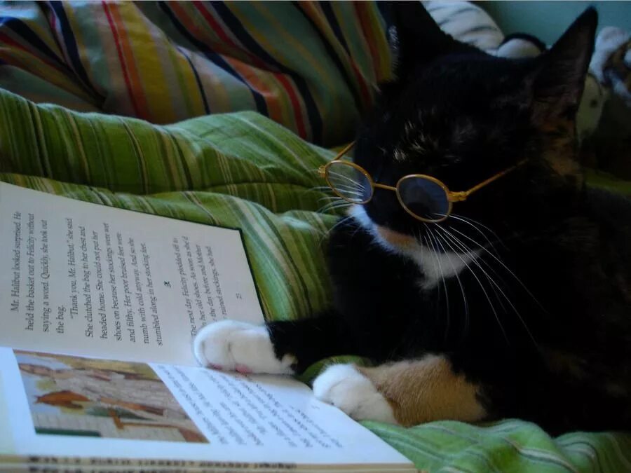котик с книжкой. кот с книгой. книги про кошек. котик с книжкой. киса читать.