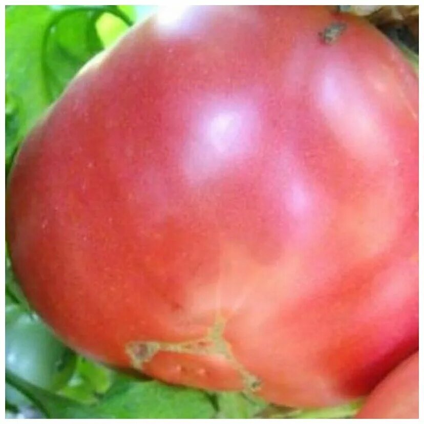 Томат розовый слон урожайность. Семена томата розовый фламинго. Томат розовый слон. Семена томат розовый слон 0,1г. Томат розовый слон урожайность.