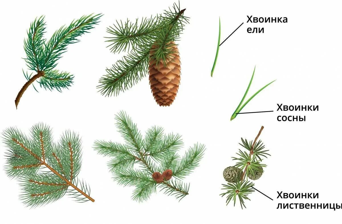 Хвойные 1 класс. Хвоинки дерева сосна Кедровая. Хвоинки ель пихта сосна. Хвоя голосеменных. Ель сосна Кедровая сосна пихта лиственница.