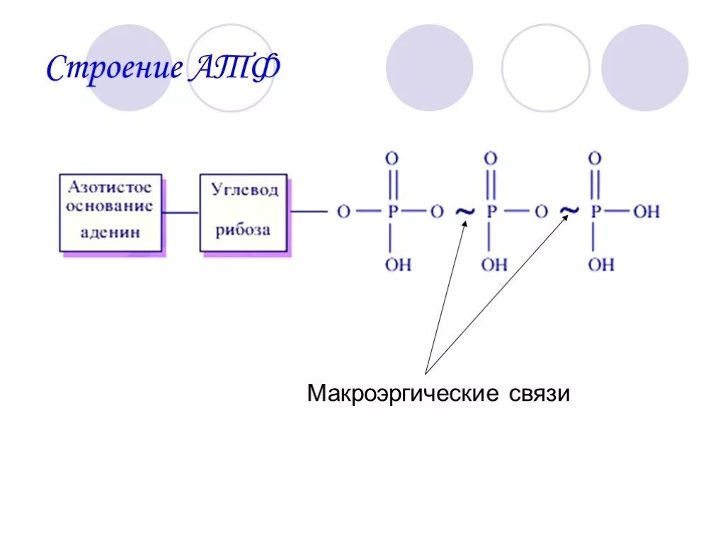 Химические связи атф