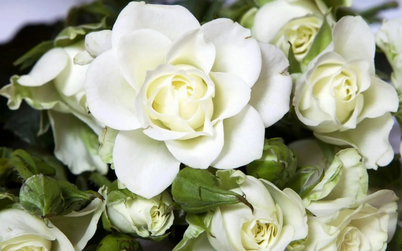 Почему белые розы. Стихотворение про белые розы. Букет белых роз. Кустовые розы "сноуфлейк". Шикарный белый букет.