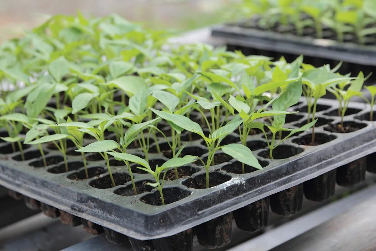 петуния пикировка рассады. проросток рассада. торфоперегнойные горшочки рассада. пикирование рассады петунии. петуния ампельная рассада.