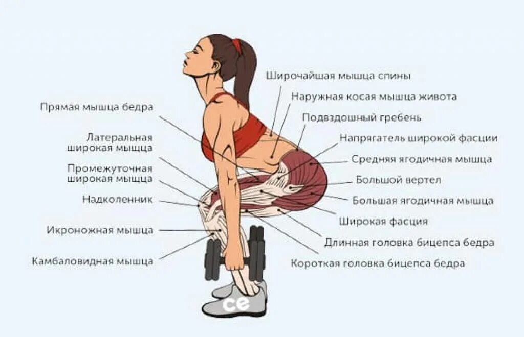 Какие группы мышц работают при езде. Приседания сумо мышцы задействованы. приседания какие мышцы работают. мышцы задействованные при приседании. мышцы задействованные при приседах.