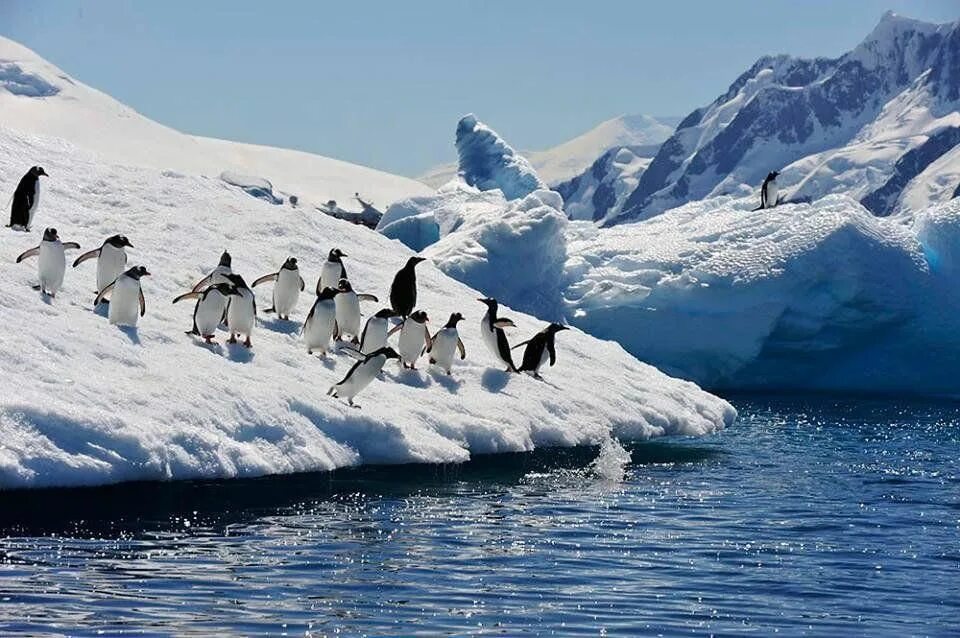 Дата антарктида. Китовая бухта антарктида. 1 декабря - день антарктиды (antarctica day). антарктический пингвин. пингвины на корабле.