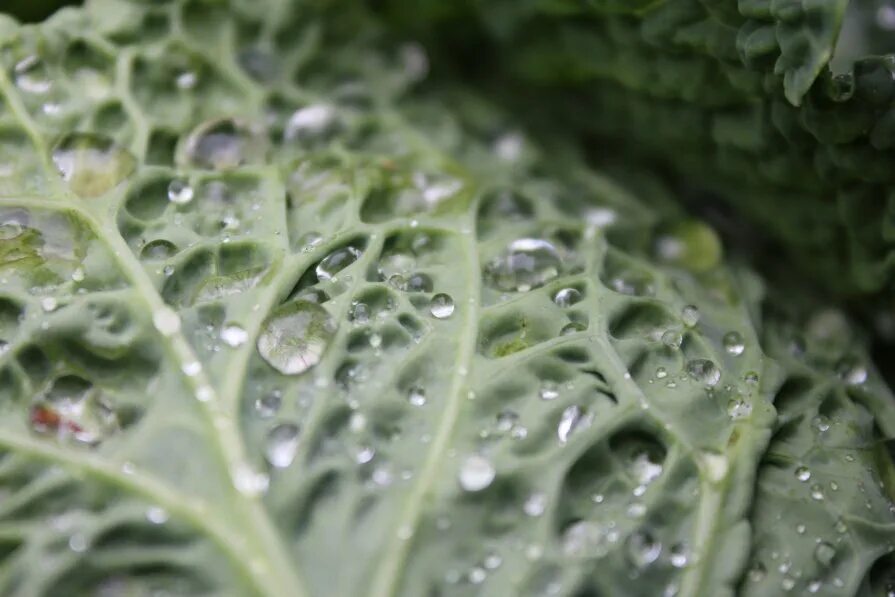 Капустный лист белокоч. Капустный лист фото. Капустный лист форум. Капустный лист форум. Капуста.