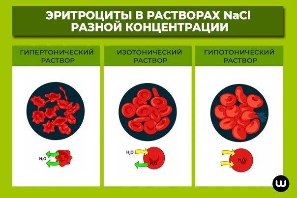 Эритроциты хлорид натрия. Эритроцит в гипотоническом и гипертоническом растворе. поведение эритроцитов в изотоническом растворе. эритроциты в изотоническом растворе. изотонический гипертонический и гипотонический растворы.