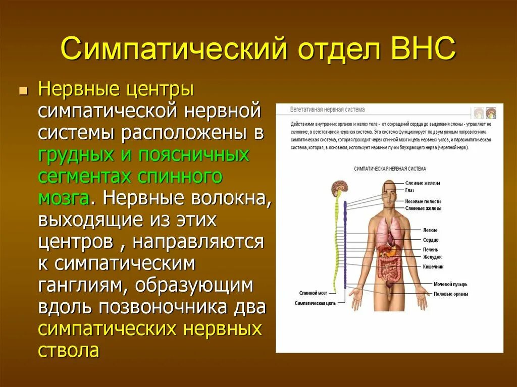 Нервные центры симпатического отдела