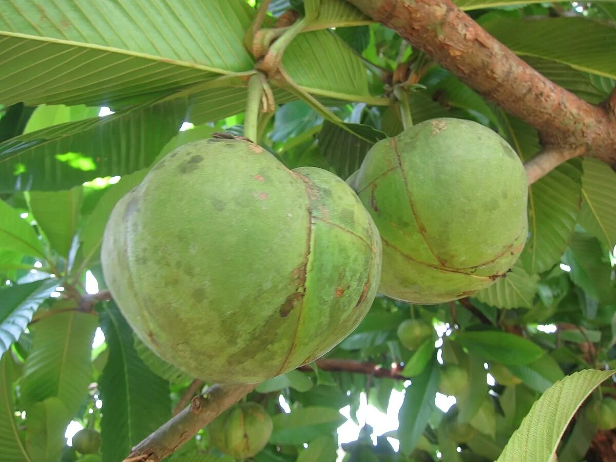 Elephant apple. Дилления индийская. Dillenia Indica (Дилления). Dillenia серрата. Чалта фрукт.