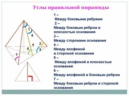Угол между основанием и апофемой