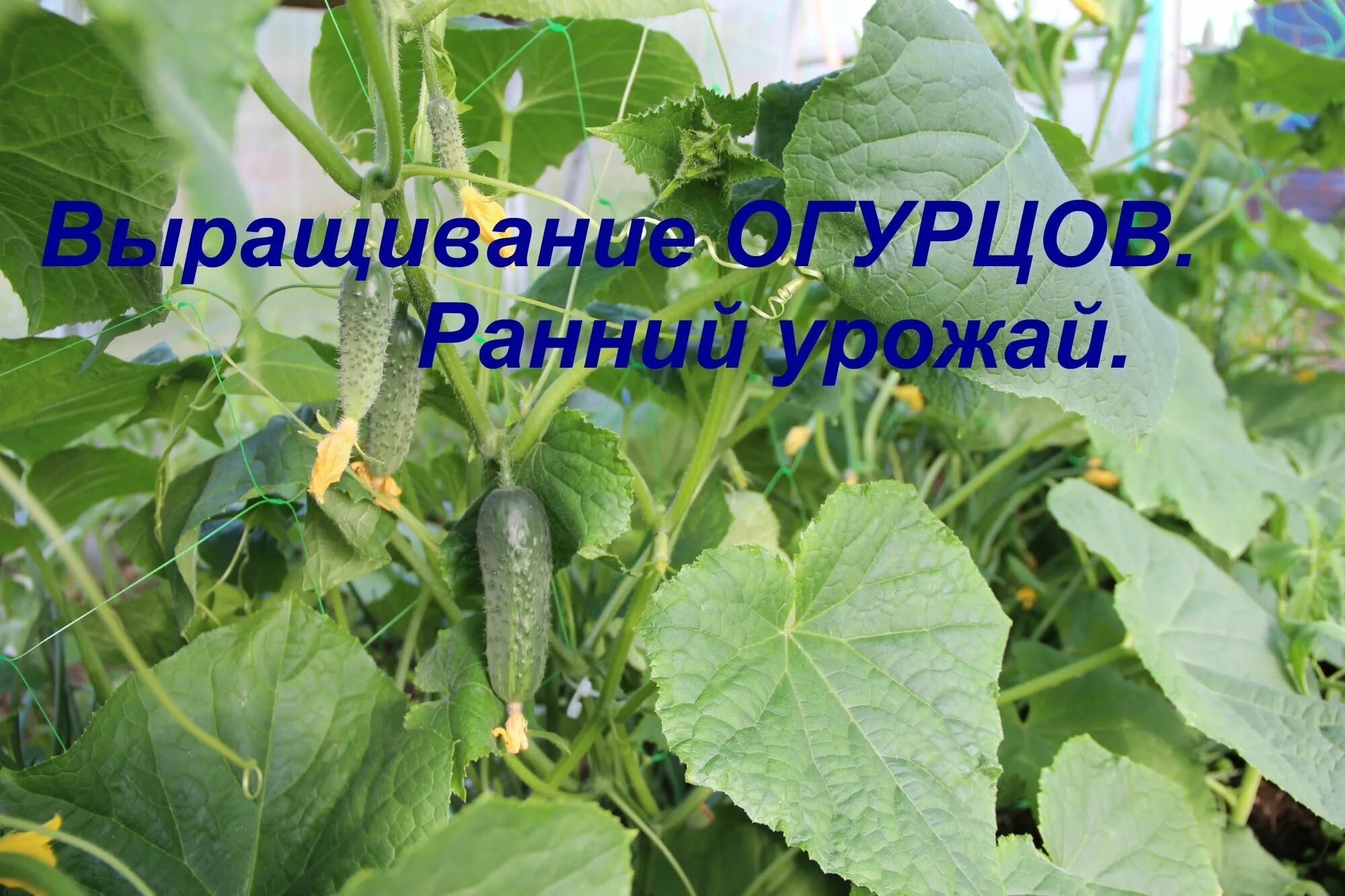 Как получить ранний урожай огурцов. Огуречная грядка. формирование огурцов в теплице. гибрид кабачок огурец. огурцы: 60 вёдер с 7 метровой грядки!.