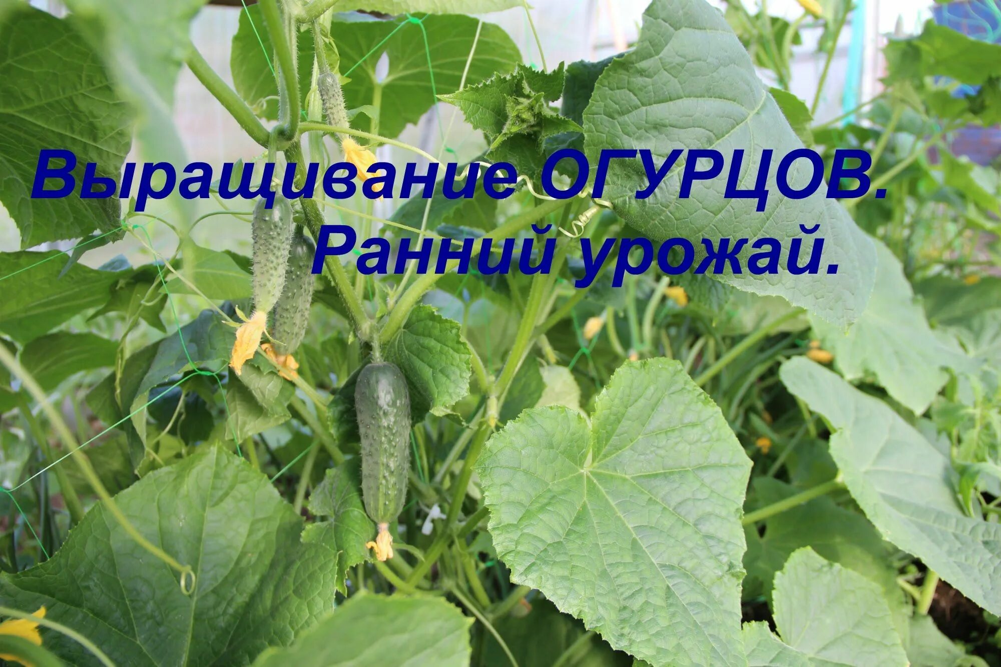 Урожайность огурцов в грунт. Способы ранний урожай огурца. Формирование огурцов в теплице. Гибрид огурца и кабачка.