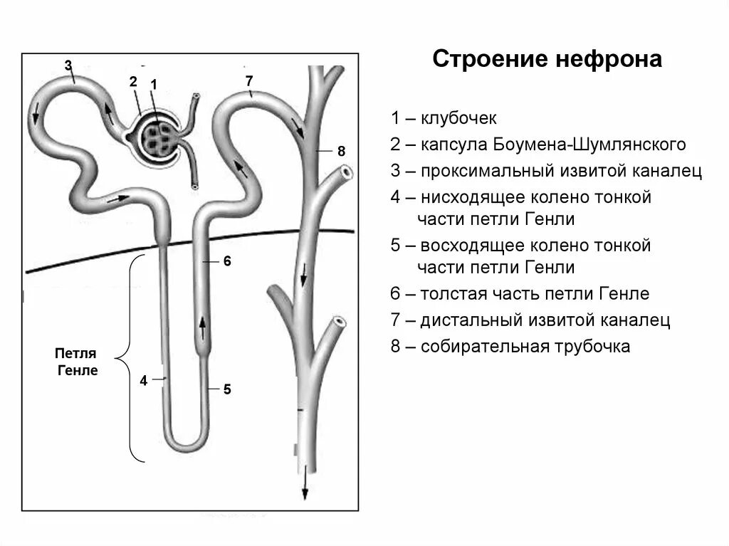 В мозговом слое почек находятся капсулы нефронов. Строение капсулы нефрона. Строение почки капсула нефрона. Функция петли Генле нефрона. Строение нефрона черно белый рисунок.