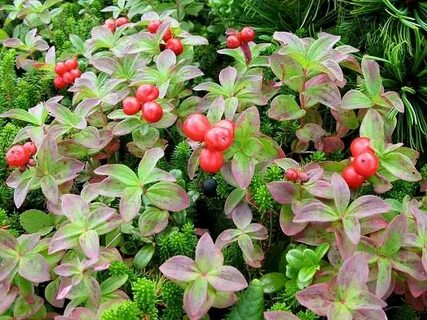 Клоповка сахалинская применение