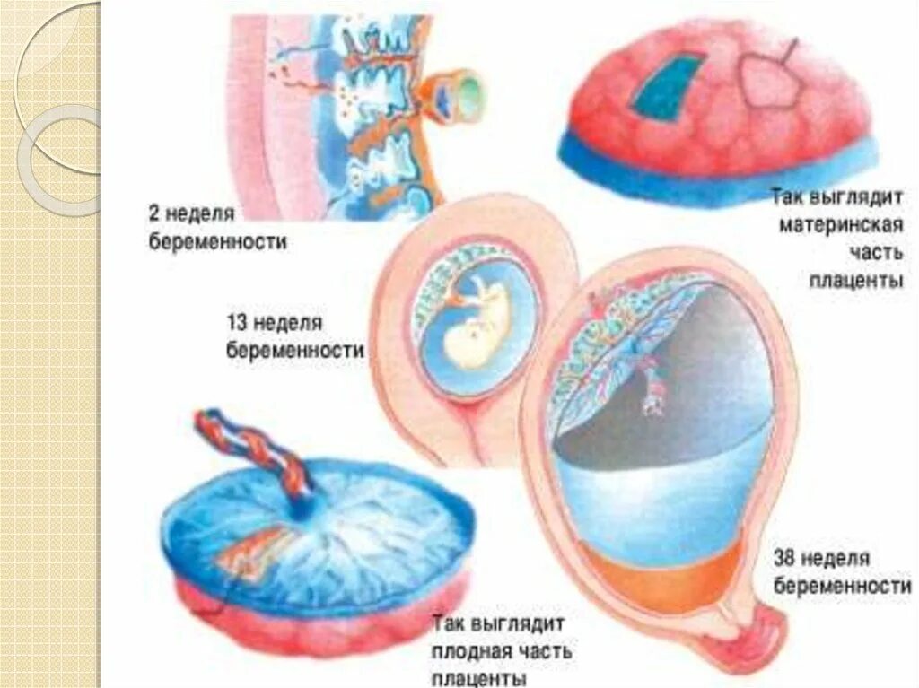 Плацента на какой неделе. Периоды развития плаценты.