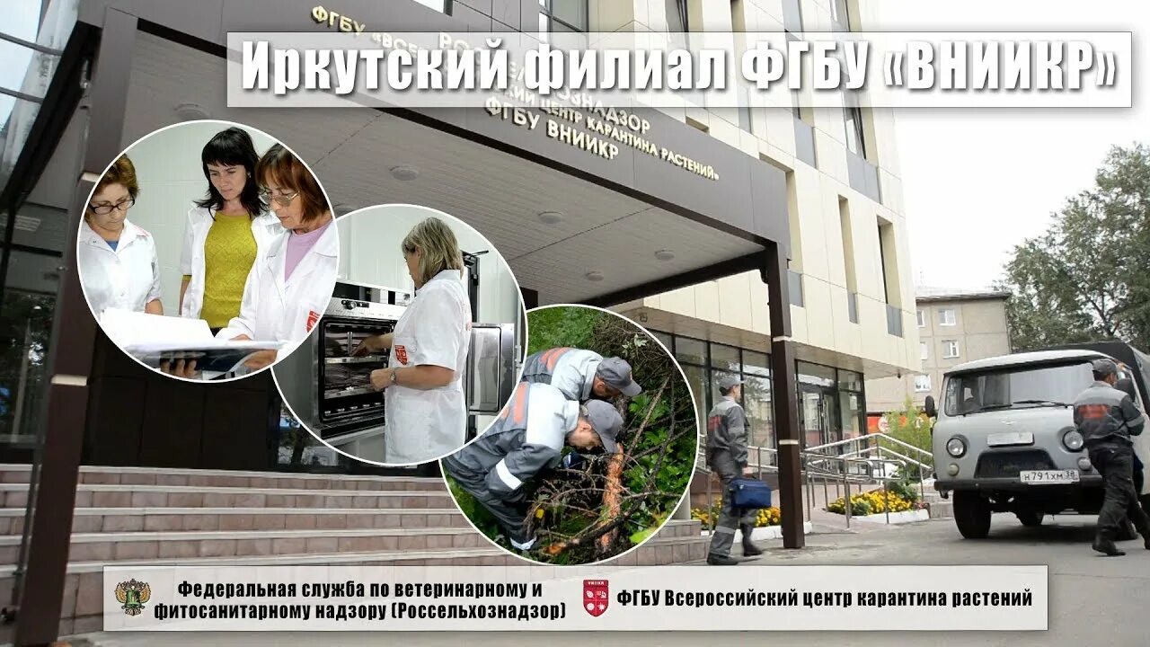 Филиал фгбу вниикр. Фгбу вниикр иркутский филиал. всероссийский центр карантина растений. институт карантина растений быково.