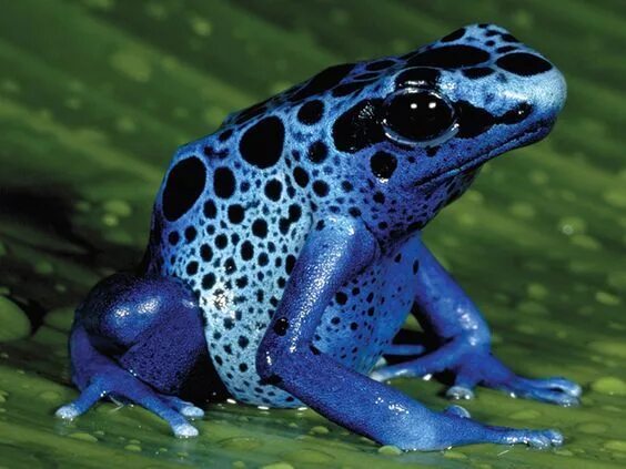 Картинки ядовитых животных amphibians poison dart frog Google Search Poison arrow frog, Deadly animals, P