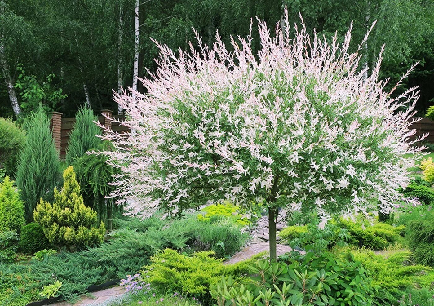 Куст 1 2