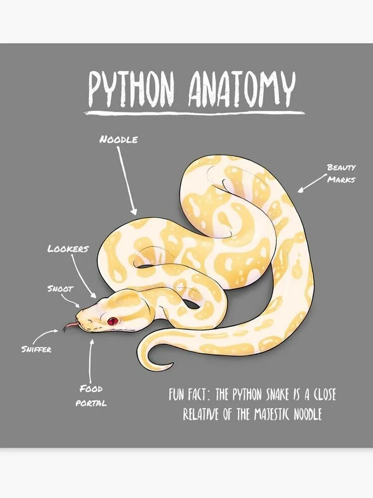Строение питона. Анатомия змеи. Анатомия змеи для рисования. Анатомия питона.
