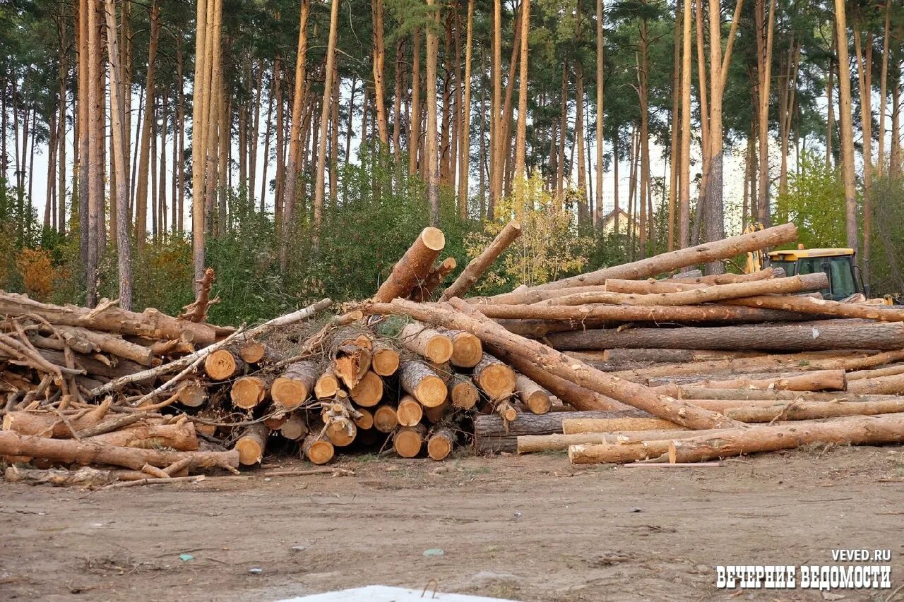 Руби сосну. Лес Екатеринбург. Сведенные леса. Екатеринбург леса. Вырубка лесов в ЕКБ.